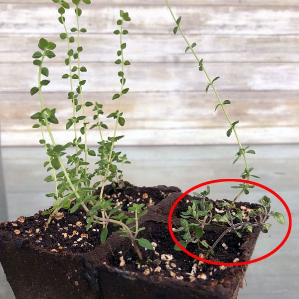 planting thyme from cuttings