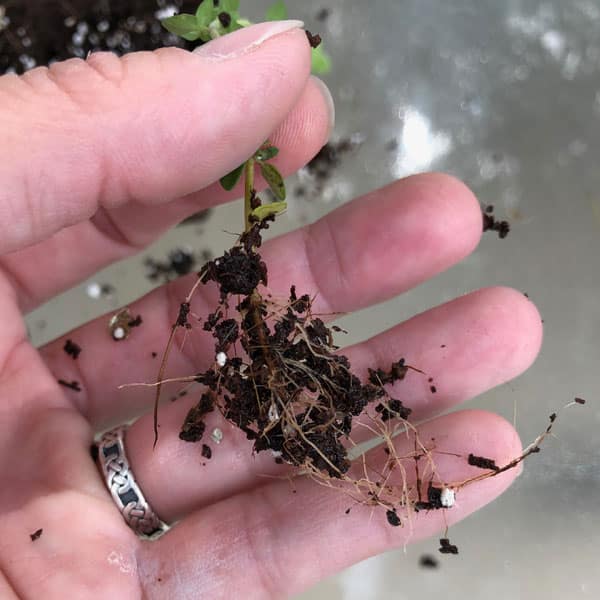 thyme cutting with roots
