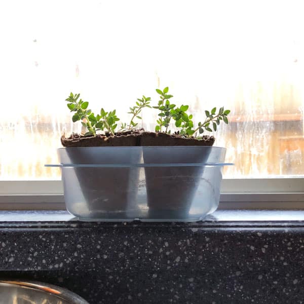 thyme cuttings in windowsill
