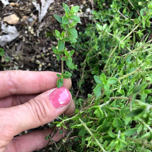 hand holding stem of thyme in garden