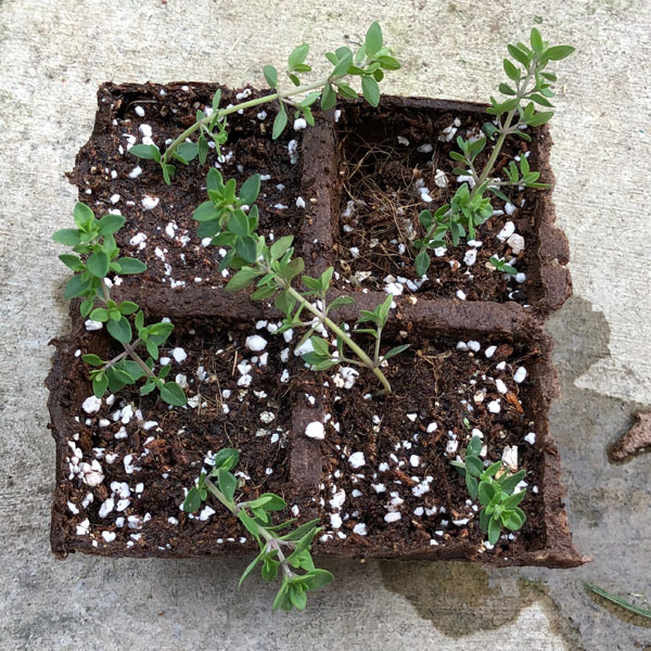 thyme cuttings in starting soil