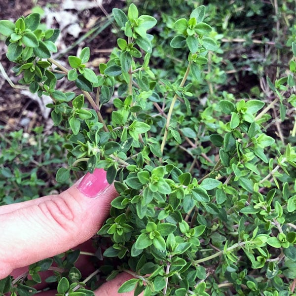 hand holding thyme plants