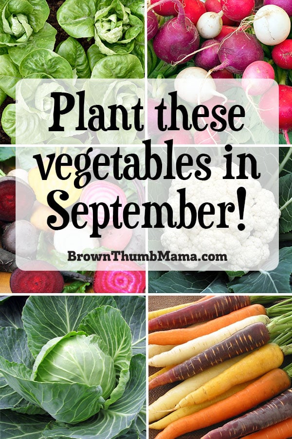 15 Vegetables to Plant in September {Zone 9} - Brown Thumb Mama®