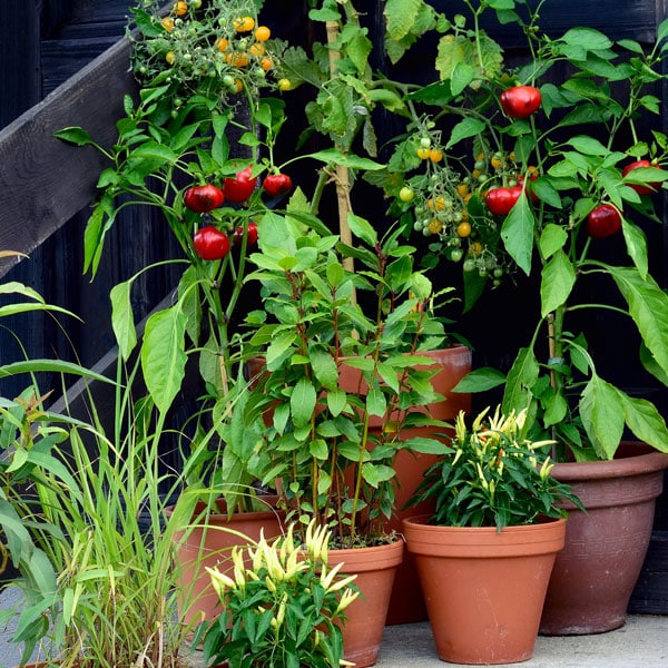 vegetables growing in pots