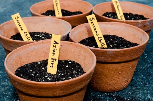 terra cotta pots with soil