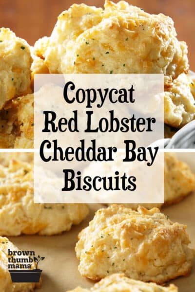 savory copycat Red Lobster Cheddar Bay biscuits