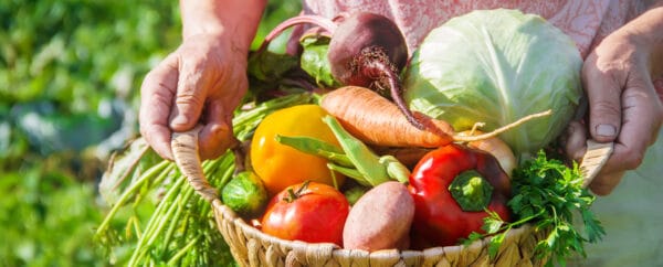 hands holding basket of fresh vegetables