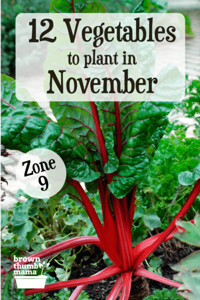 chard growing in garden