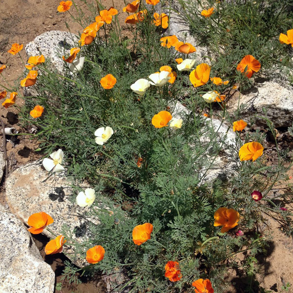 15 Vegetables to Plant in November {Zone 9} Brown Thumb Mama®