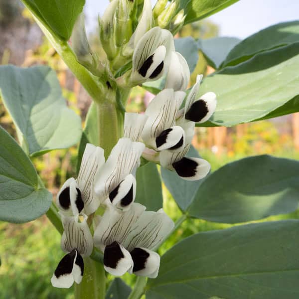 fava bean flowers growing in garden