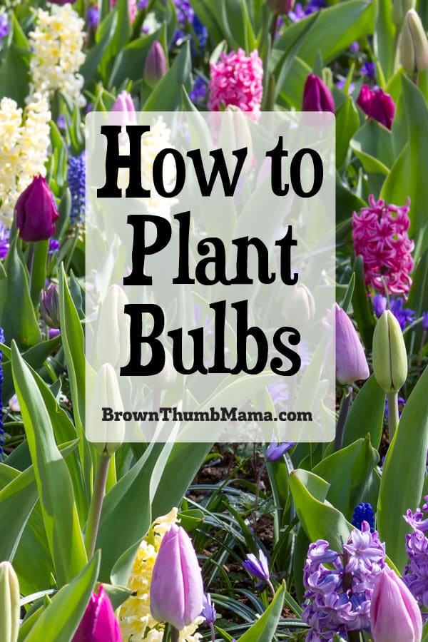 How to Plant Bulbs - Brown Thumb Mama®