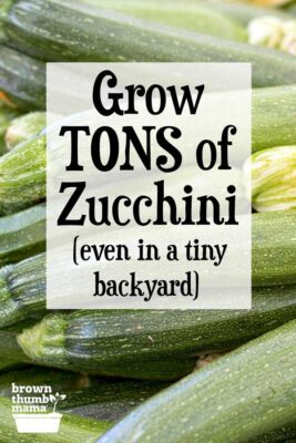 pile of zucchini