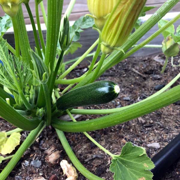 zucchini plant in garden