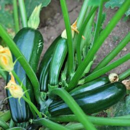 zucchini plant with five zucchini growing on it