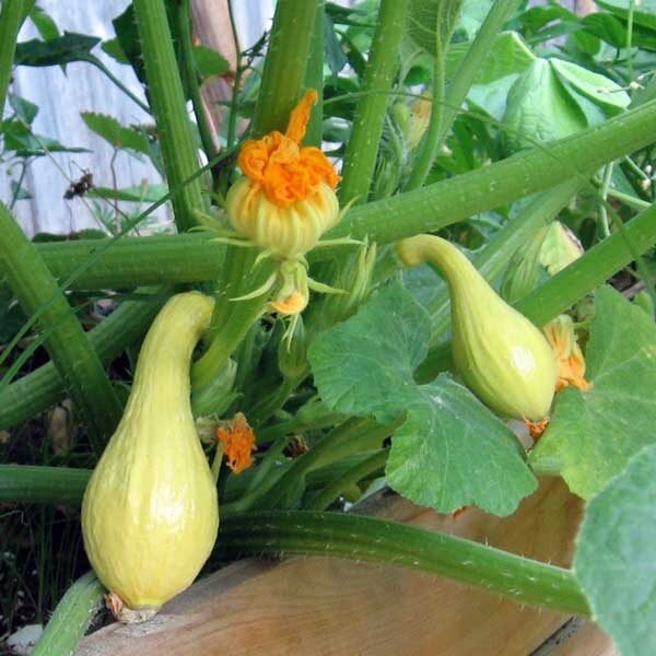 yellow crookneck squash growing in garden