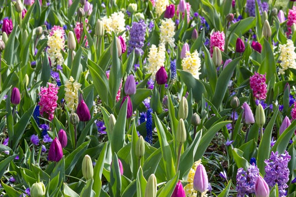 tulips, hyacinth flowers