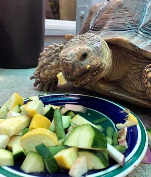 Sulkata-Schildkröte frisst Sommerkürbis