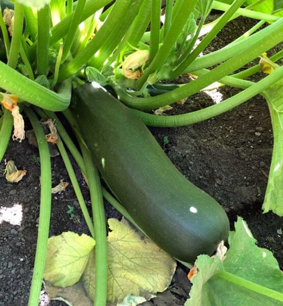 planta de abobrinha gigante