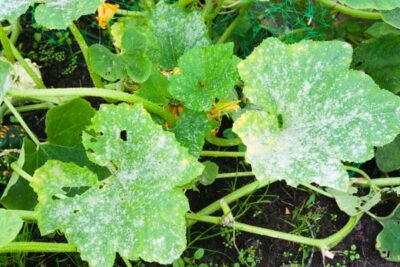 powdery mildew on leaf