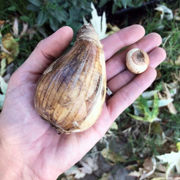 hand holding amaryllis bulb and crocus bulb