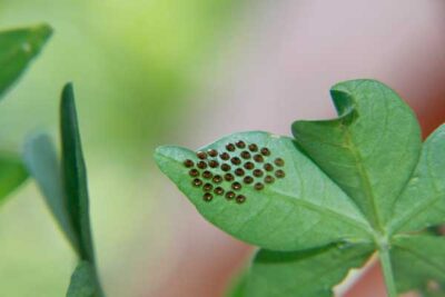 squash bugs on leaf
