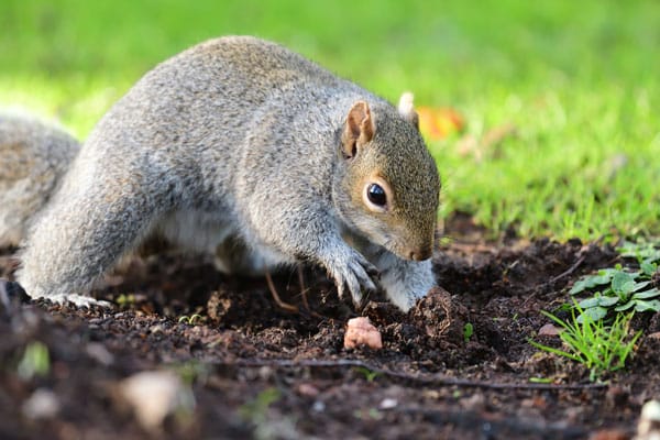 squirrel digging in garden