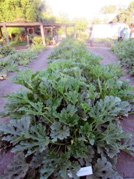 giant zucchini plants at farm