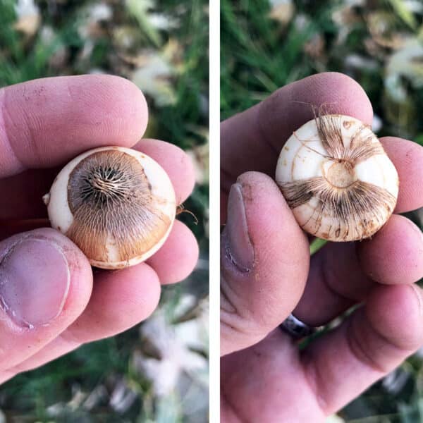 hand holding crocus bulb showing top and bottom