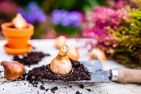 flower bulb in soil on a potting table