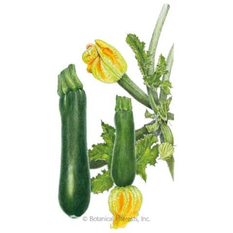 Best Types of Zucchini to Grow in Containers - Brown Thumb Mama®