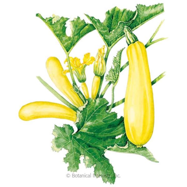 drawing of yellow zucchini squash