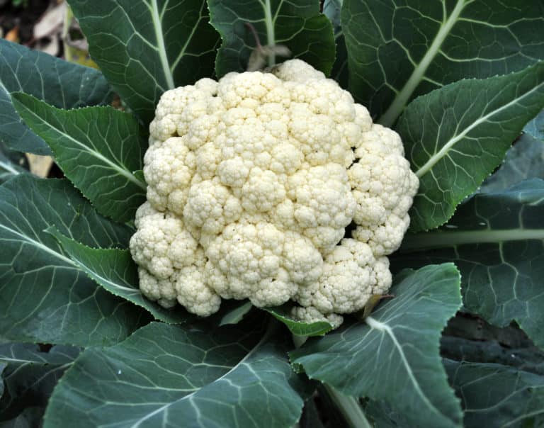9 Vegetables to Plant in January {Zone 9} Brown Thumb Mama®