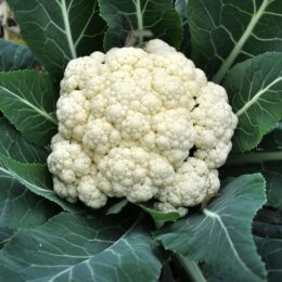 large head of cauliflower growing in garden