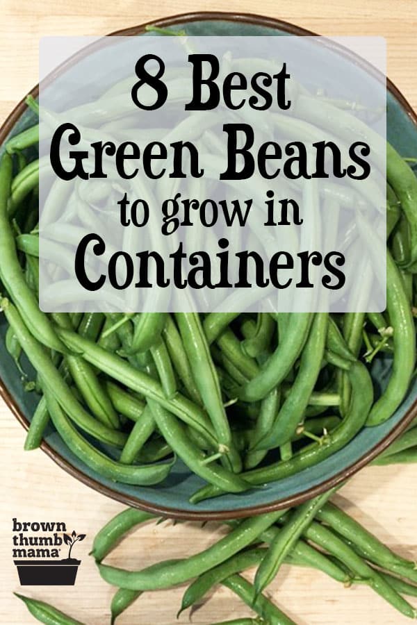 Best Green Beans to Grow in Containers Brown Thumb Mama®