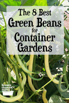 Best Green Beans to Grow in Containers - Brown Thumb Mama®