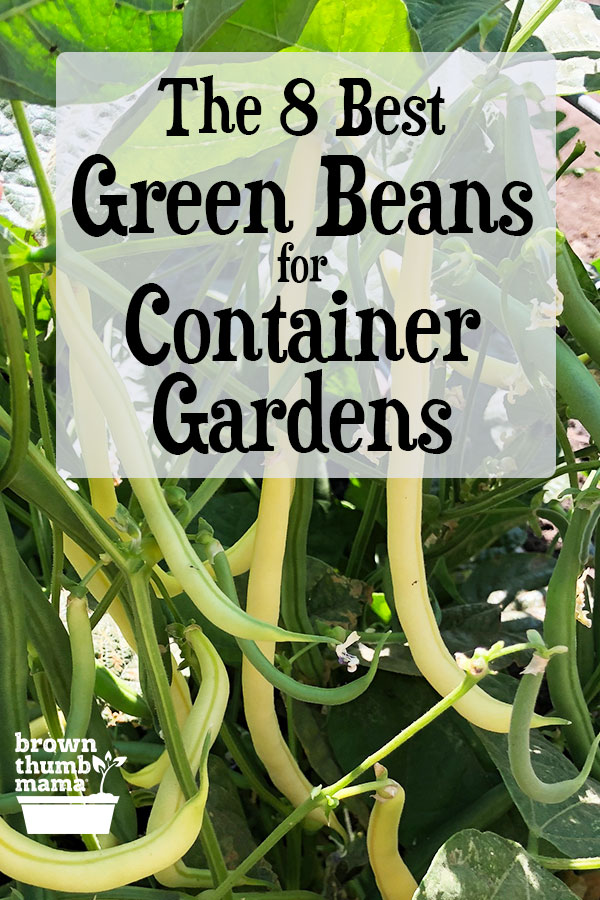 Best Green Beans To Grow In Containers - Brown Thumb Mama®