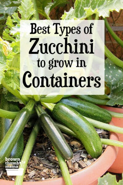 Best Types of Zucchini to Grow in Containers