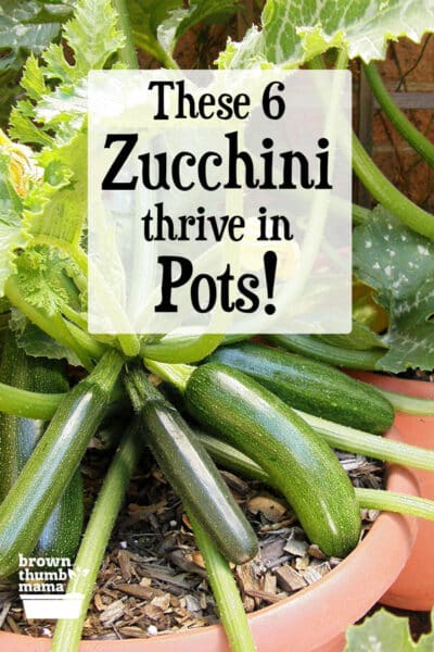 Best Types of Zucchini to Grow in Containers