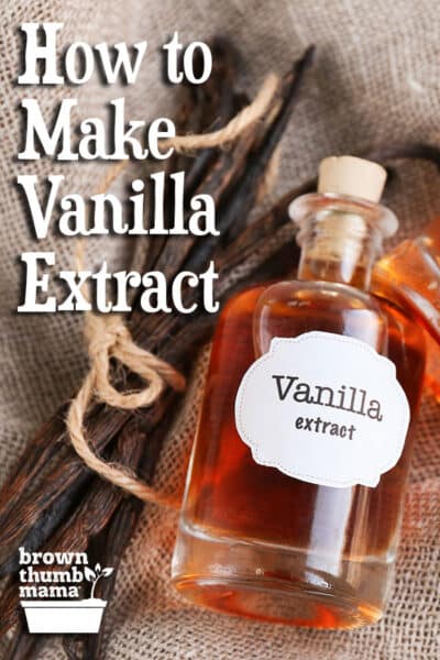 homemade vanilla extract and vanilla beans on burlap