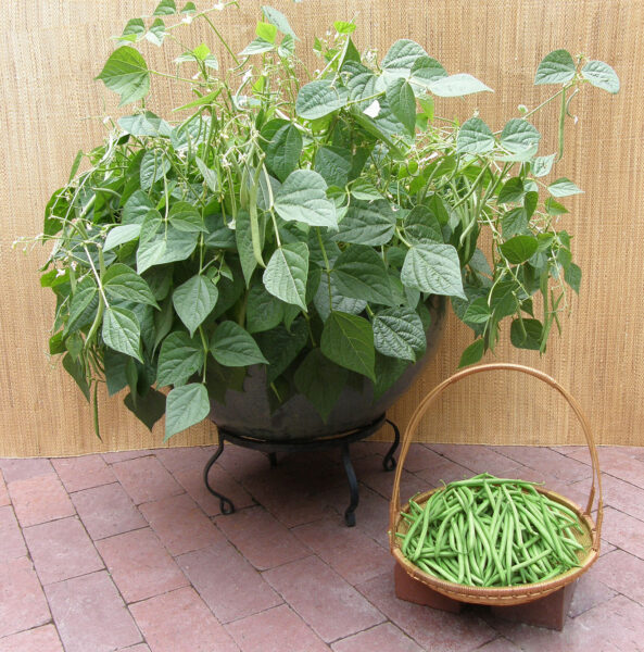 green beans growing in container and basket of beans