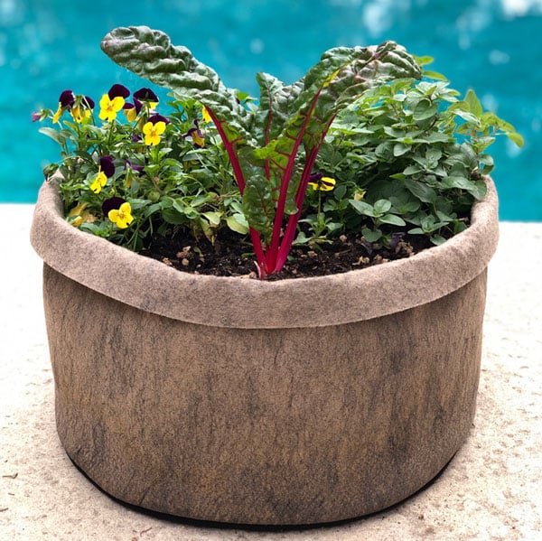 chard, oregano, pansies in smart pot