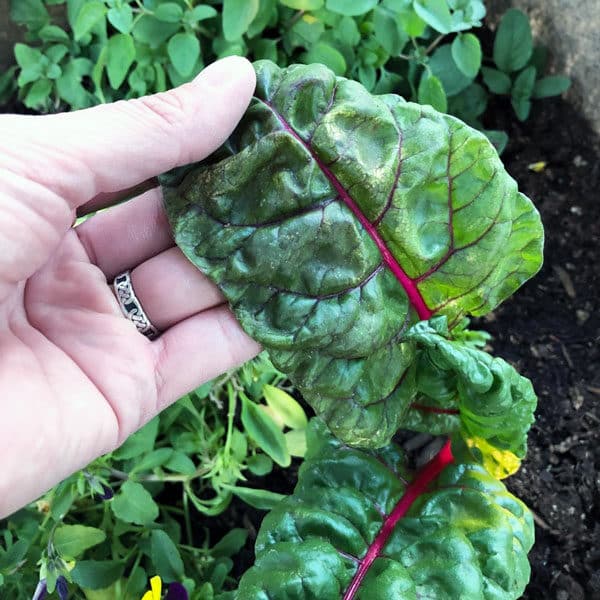 hand holding swiss chard leaf in garden