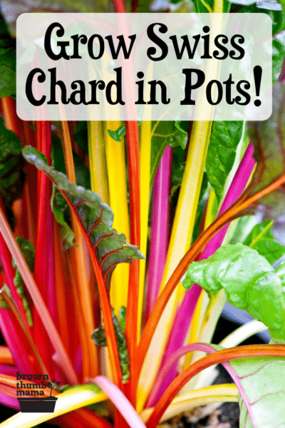 colorful swiss chard plants