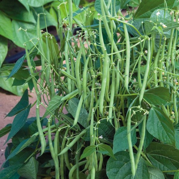 french filet green beans growing in the garden