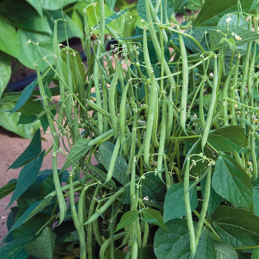 Best Green Beans To Grow In Containers Brown Thumb Mama 