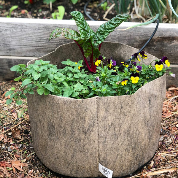 chard in garden pot