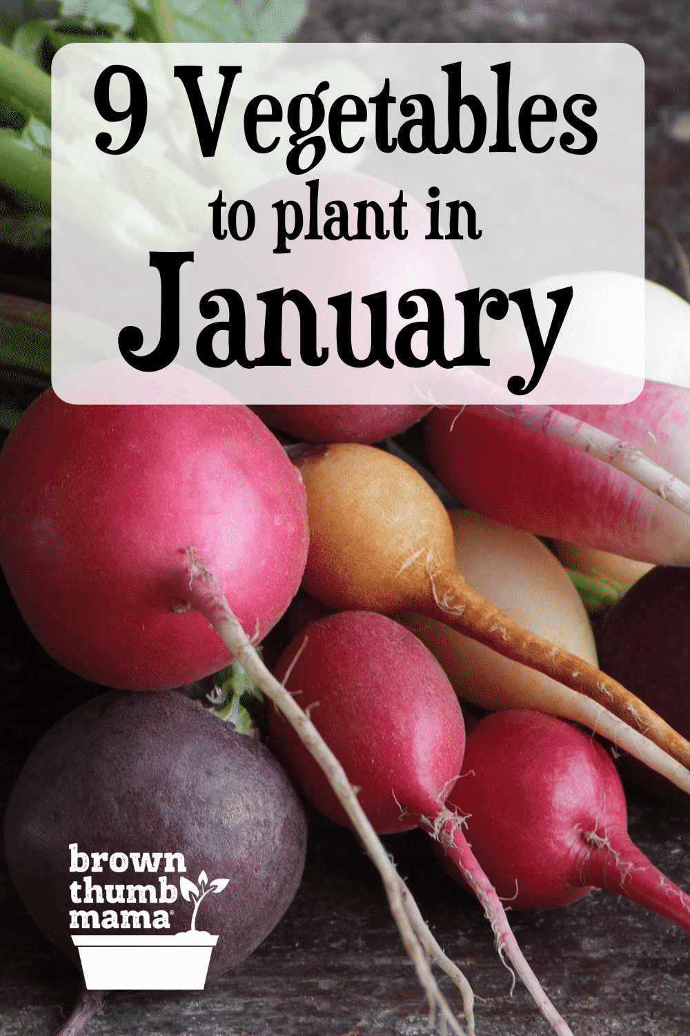 9 Vegetables to Plant in January {Zone 9} Brown Thumb Mama®
