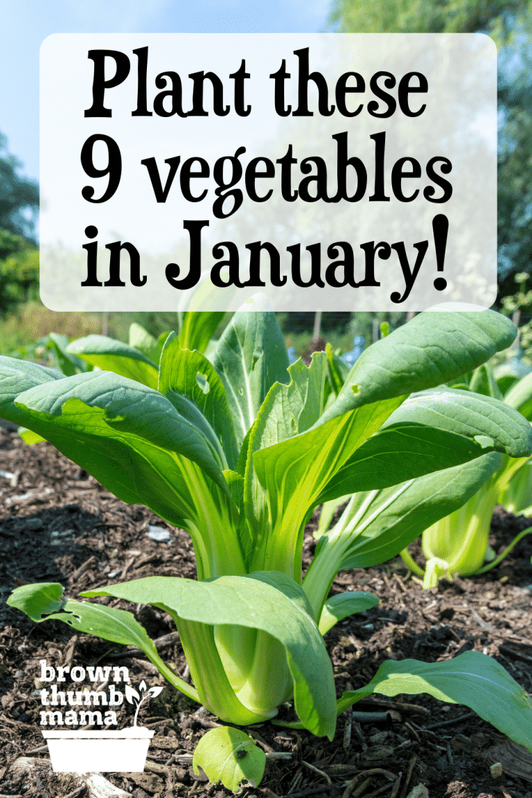 9 Vegetables to Plant in January {Zone 9} Brown Thumb Mama®