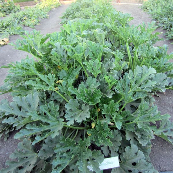 row of zucchini plants in garden