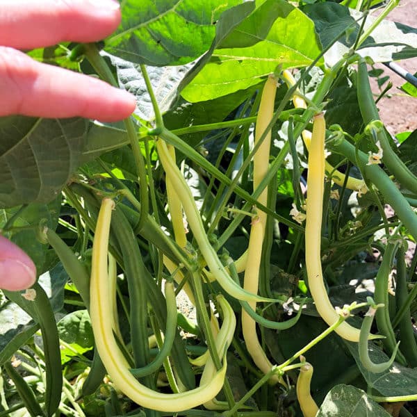 yellow wax beans in garden